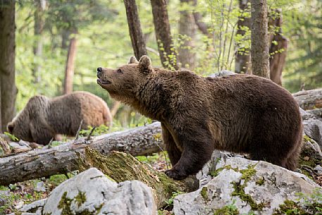 Two brown bears in the slovenian forest, Slovenia, Europe