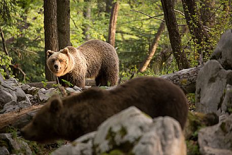 Two brown bears in the slovenian forest, Slovenia, Europe
