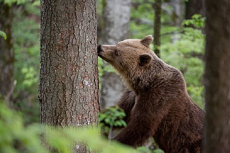 Young brown bear licking the sap off a tree in the slovenian forest, Slovenia, Europe