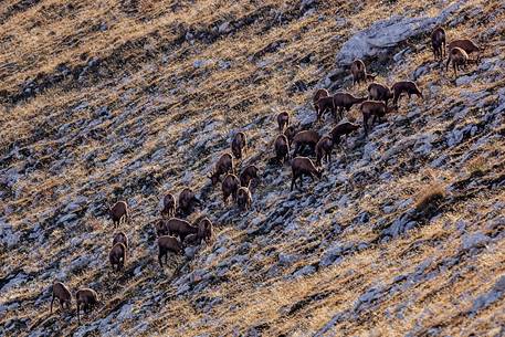 Apennine chamois in the slope of Focalone Mount, Murelle amphitheater, Majella national park, Abruzzo, Italy, Europe