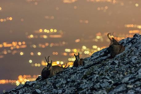 Night view of Apennine chamois in the slope of Focalone Mount, Murelle amphitheater, and in the backgound the towns of Adriatic coast lighting, Majella national park, Abruzzo, Italy, Europe