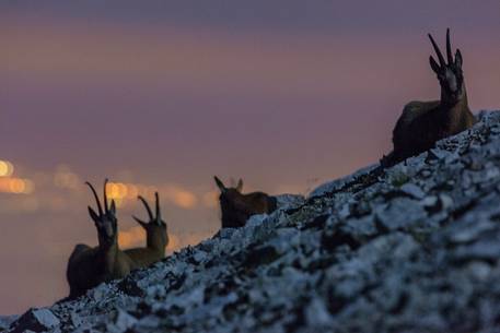 Night view of Apennine chamois in the slope of Focalone Mount, Murelle amphitheater, and in the backgound the towns of Adriatic coast lighting, Majella national park, Abruzzo, Italy, Europe