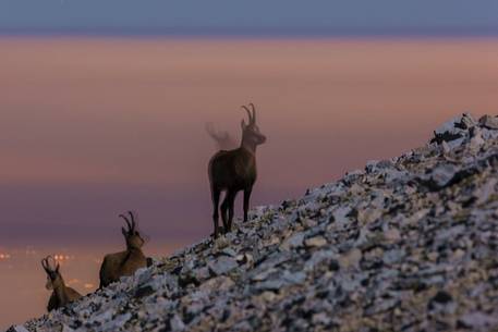 Night view of Apennine chamois in the slope of Focalone Mount, Murelle amphitheater, and in the backgound the towns of Adriatic coast lighting, Majella national park, Abruzzo, Italy, Europe