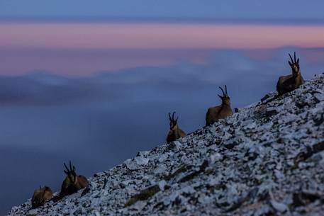 Apennine chamois in the slope of Focalone Mount at twilight, Murelle amphitheater, Majella national park, Abruzzo, Italy, Europe