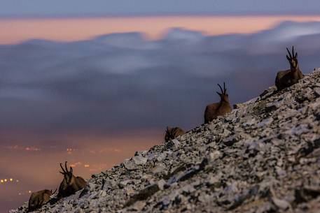 Night view of Apennine chamois in the slope of Focalone Mount, Murelle amphitheater, and in the backgound the towns of Adriatic coast lighting, Majella national park, Abruzzo, Italy, Europe