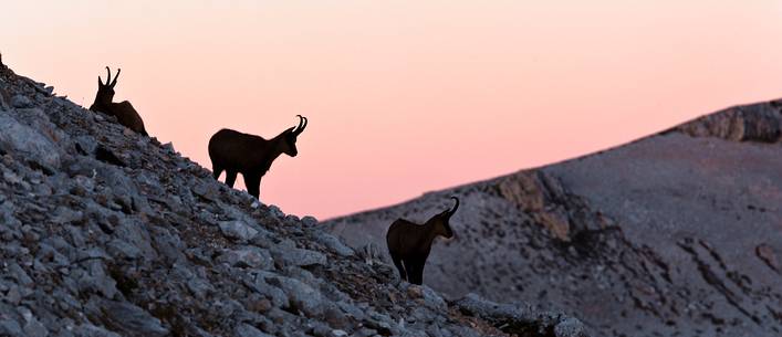 Silhouette of Apennine chamois at sunrise in the Murelle amphitheater, Majella national park, Abruzzo, Italy, Europe