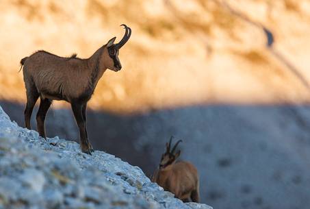 Silhouette of couple of Apennine chamois at sunrise in the Murelle amphitheater, Majella national park, Abruzzo, Italy, Europe