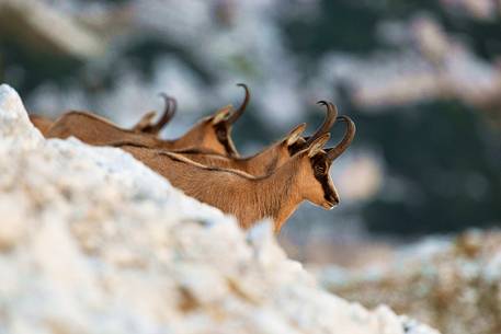 Silhouette of Apennine chamois in the Murelle amphitheater, Majella national park, Abruzzo, Italy, Europe