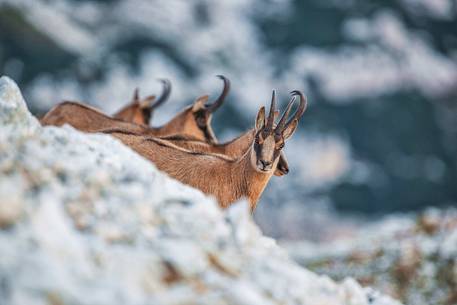 Portrait of Apennine chamois in the Murelle amphitheater, Majella national park, Abruzzo, Italy, Europe