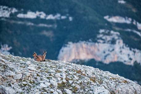 Two Apennine chamois in the Murelle amphitheater, Majella national park, Abruzzo, Italy, Europe