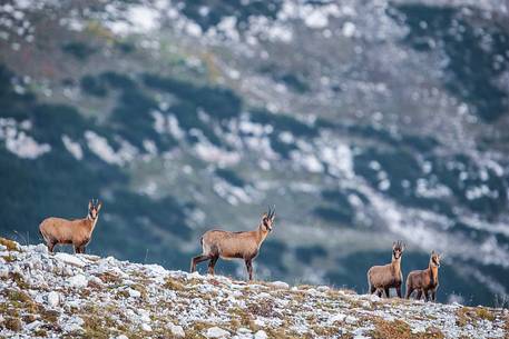 Herd of Apennine chamois in the Murelle amphitheater, Majella national park, Abruzzo, Italy, Europe