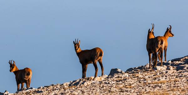 Herd of Apennine chamois in the Murelle amphitheater, Majella national park, Abruzzo, Italy, Europe