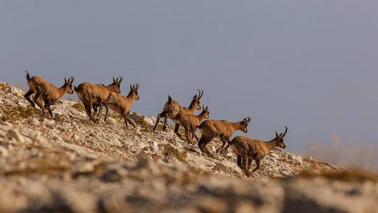 Herd of Apennine chamois running in the Murelle amphitheater, Majella national park, Abruzzo, Italy, Europe