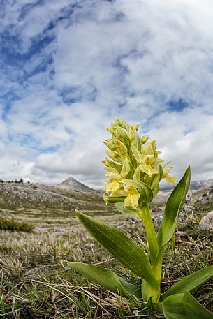 Elder flower orchid, Dactylorhiza sambucina,  Campo Imperatore, Gran Sasso national park, Appennines, Abruzzo, Italy, Europe