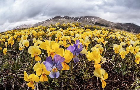 Eugenia's violet, Viola eugeniae, flowers in full bloom on mountain plateau of Campo Imperatore. Endemic to the Apennines. Gran Sasso National Park, Abruzzo, Italy, Europe