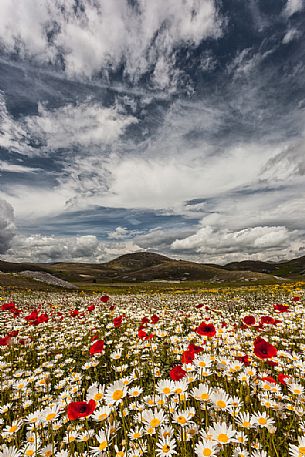 Natural blooming in the plateau of Campo Imperatore, Gran Sasso national park, Abruzzo, Italy, Europe