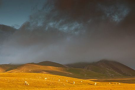 Cows grazing in the plateau of Campo Imperatore, Gran Sasso national park, Abruzzo, Italy, Europe