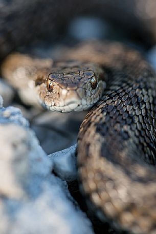 Orsini's viper, Vipera ursinii, adult portrait. Endemic to the italian Apennines, Gran Sasso national park, Abruzzo, Italy