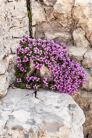 Saxifrage oppositifolia subsp. speciosa, Gran Sasso national park, Abruzzo, Italy, Europe