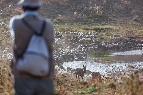 Shepherd and flock of sheep at Campo Imperatore, Gran Sasso national park, Abruzzo, Italy, Europe