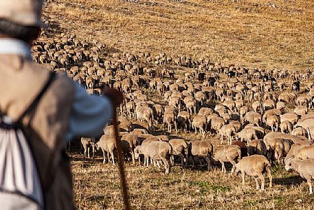 Shepherd and flock of sheep at Campo Imperatore, Gran Sasso national park, Abruzzo, Italy, Europe