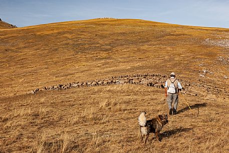 Shepherd and flock of sheep at Campo Imperatore, Gran Sasso national park, Abruzzo, Italy, Europe