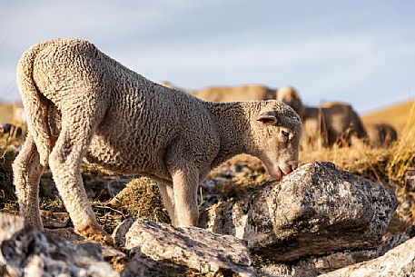 Lamb portrait in the Gran Sasso national park, Abruzzo, Italy, Europe