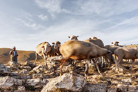 Shepherd and flock of sheep at Campo Imperatore, Gran Sasso national park, Abruzzo, Italy, Europe