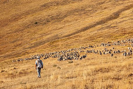 Shepherd and flock of sheep at Campo Imperatore, Gran Sasso national park, Abruzzo, Italy, Europe