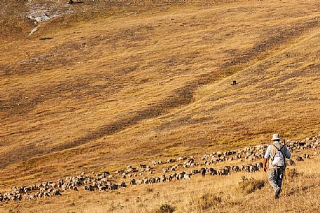 Shepherd and flock of sheep at Campo Imperatore, Gran Sasso national park, Abruzzo, Italy, Europe