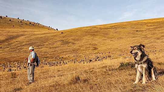 Shepherd and flock of sheep at Campo Imperatore, Gran Sasso national park, Abruzzo, Italy, Europe