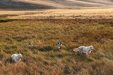Dogs watching after a flock of sheep in a pasture, Campo Imperatore, Gran Sasso national park, Abruzzo, Italy