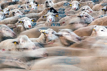 Flock of sheep in motion at Campo Imperatore, Gran Sasso national park, Abruzzo, Italy, Europe