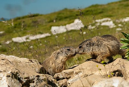 Marmots in the meadows of Campo Manderiolo, Asiago, Italy