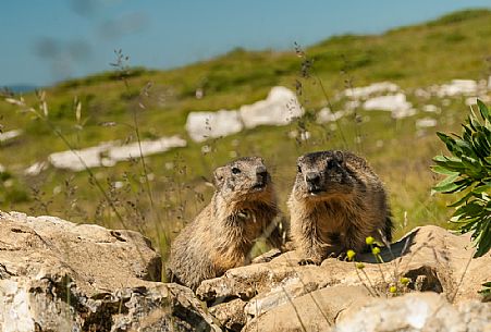 Marmots in the meadows of Campo Manderiolo, Asiago, Italy