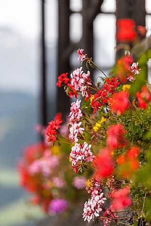 Flowering of geraniums in a balcony of San Martino in Badia, dolomites, Badia valley, South Tyrol, Italy, Europe