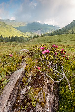 Pasture near Ielma alm, Prato Carnico, Carnia, Friuli Venezia Giulia, dolomites, Italy, Europe