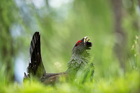 Portrait of Capercaillie, Tetrao urogallus, in the forest, Sauris, Carnia, Friuli Venezia Giulia, Italy, Europe