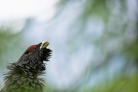 Portrait of Capercaillie, Tetrao urogallus, in the forest, Sauris, Carnia, Friuli Venezia Giulia, Italy, Europe