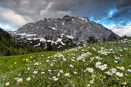 Alpine meadowin bloom near Bordaglia lake and in the background the Volaia peak, Forni Avoltri, Carnia, Friuli Venezia Giulia, Italy, Europe