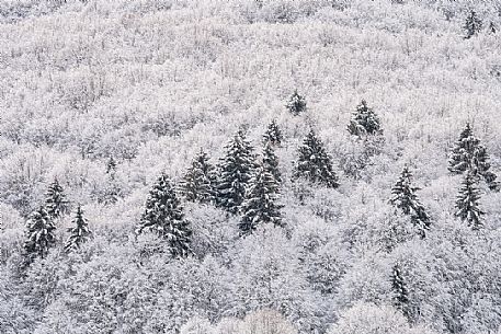 Snowy Cansiglio forest, Veneto, Italy, Europe