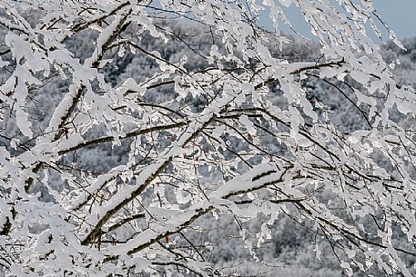 Snowy branch in the Cansiglio forest, Veneto, Italy, Europe