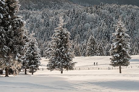 Cross-country skiing in the Cansiglio forest, Veneto, Italy, Europe