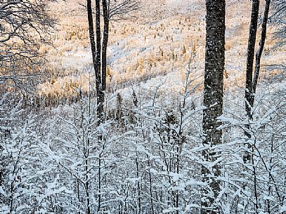 Snowy trees in the Cansiglio forest, Veneto, Italy, Europe