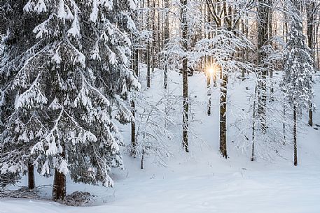 Sunrise in the snowy Cansiglio forest , Veneto, Italy, Europe