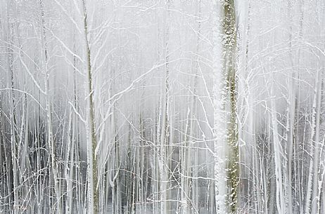 Snowy trees on the Cansiglio forest, Veneto, Italy, Europe