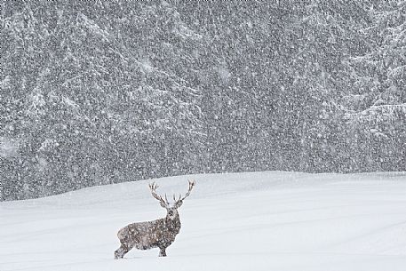 Deer in the Cansiglilo forest in a snowy day, Cansiglio, Veneto, Italy, Europe