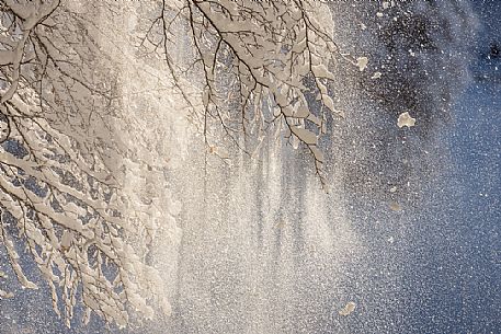 Beautiful light in the snowy Cansiglio forest, Veneto, Italy, Europe