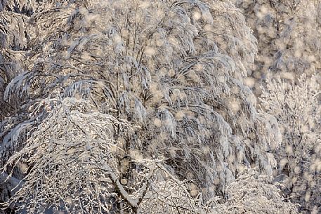 Beautiful light in the snowy Cansiglio forest, Veneto, Italy, Europe