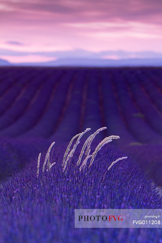 Lavender, Lavender field